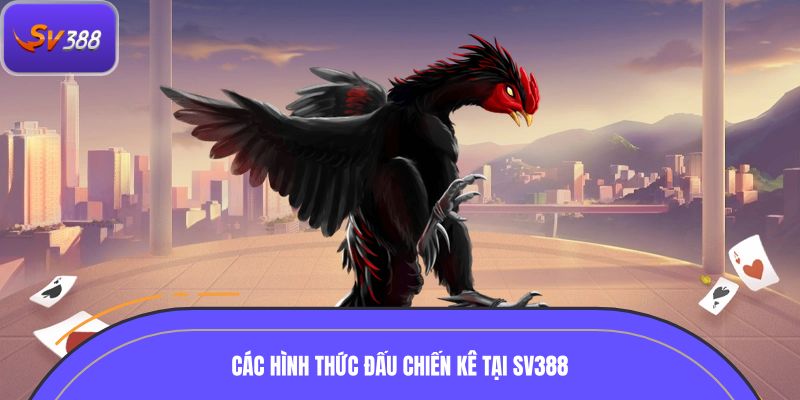 Các hình thức đấu chiến kê tại SV388 nổi bật