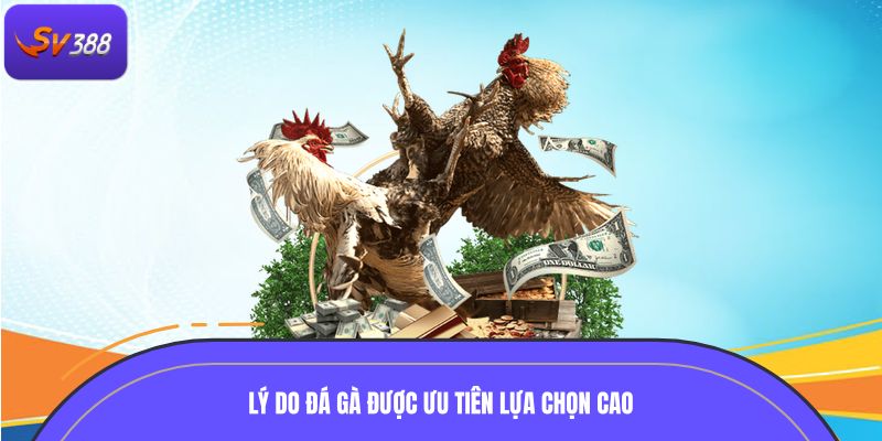 Lý do đá gà được ưu tiên lựa chọn cao