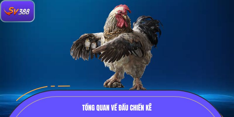 Tổng quan về đấu chiến kê 
